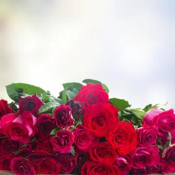 Border of red roses 스톡 사진