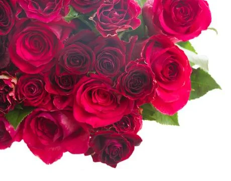 Border of red roses 스톡 사진