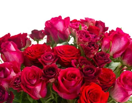 Border of red roses 스톡 사진