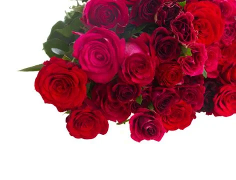 Border of red roses 스톡 사진