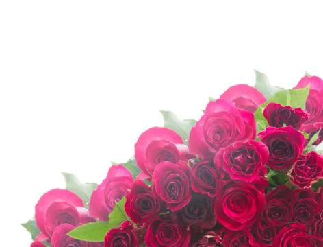 Border of red roses 스톡 사진