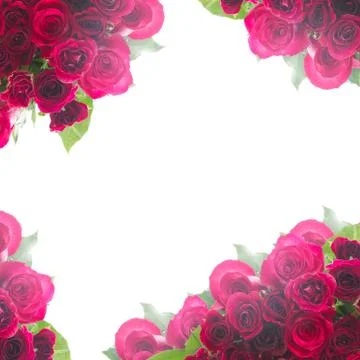 Border of red roses 스톡 사진