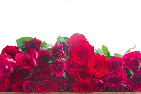 Border of red roses 스톡 사진