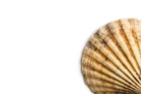 Border of sea shell 스톡 사진