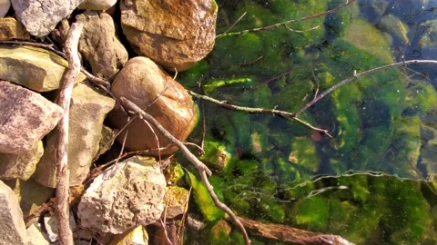 Border of a shallow lake at sunset 動画素材 130544144