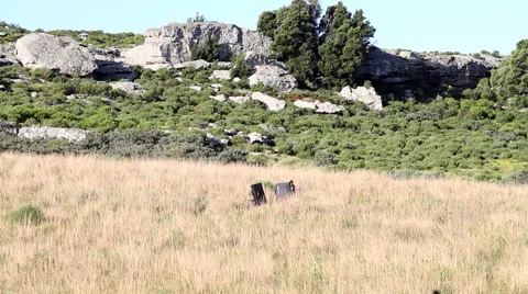 Border Smugglers Video stock 40712429