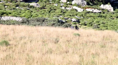 Border Smugglers Stock Footage 40712492