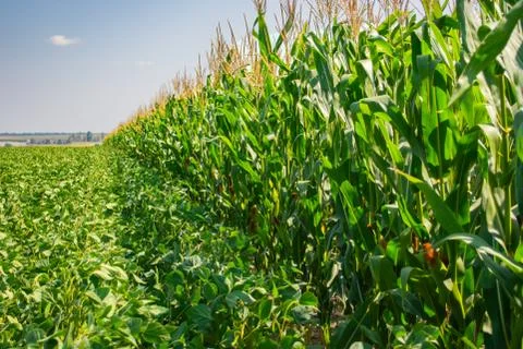 Border of soybean and corn fields in summer Stock Photos