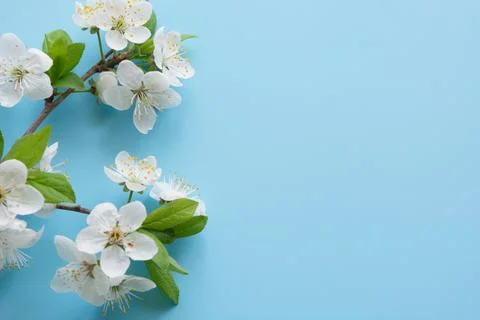 Border of spring white blossom branches on pastel blue. Foto stock
