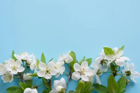 Border of spring white blossom branches on pastel blue. 스톡 사진