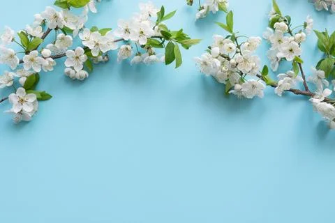 Border of spring white blossom branches on pastel blue. 스톡 사진