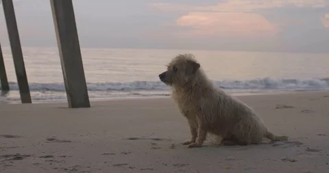 Border Terrier at the beach sitting under pier (Medium Angle) Cinematic 4K Stock Footage 83734552