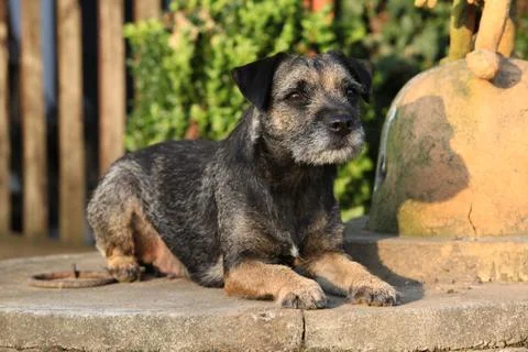 Border terrier bitch lying Stock Photos