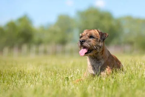 Border Terrier dog lying in the grass Stock Photos
