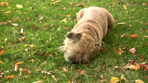 Border terrier outdoors Vídeo Stock 46018980