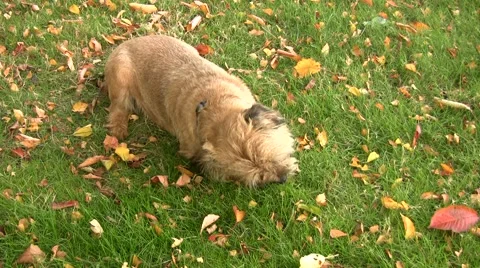 Border terrier outdoors Vídeo Stock 46019725