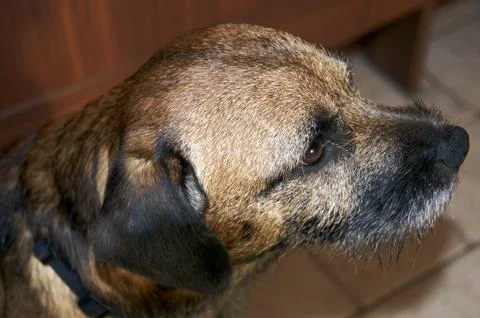 Border terrier Stock Photos