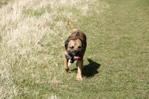 Border terrier Stock Photos