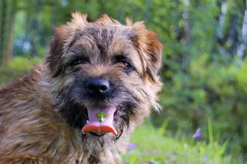 Border terrier Stock Photos