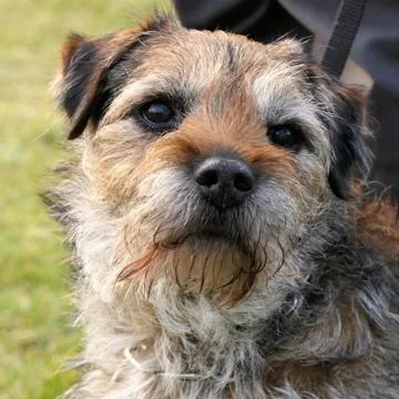 Border terrier Stock Photos