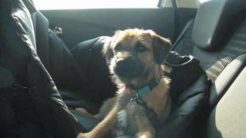 Border terrier puppy Stock Footage 125986961