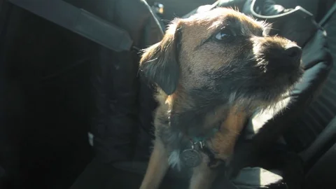 Border terrier puppy Stock Footage 125986965