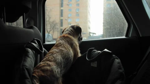 Border terrier puppy Stock Footage 125986993