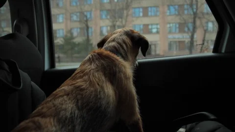 Border terrier puppy Stock Footage 125987002