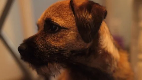 Border terrier puppy Stock Footage 125987028