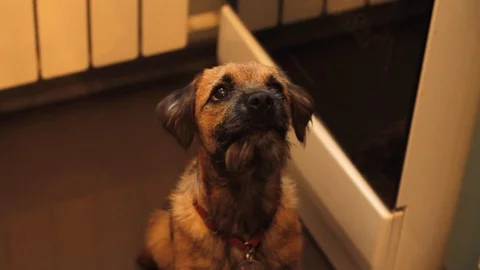 Border terrier puppy Stock Footage 125987042