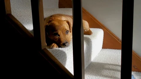 Border Terrier relaxing Stock Footage 123177866