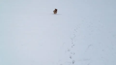 Border Terrier running in snow covered field Vídeo Stock 52093347