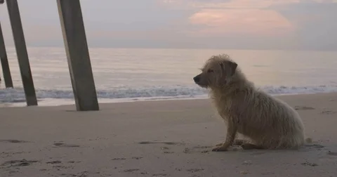 Border Terrier sitting on the beach | 4K Stock Footage 83785638