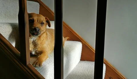 Border Terrier on stairs Stock Photos
