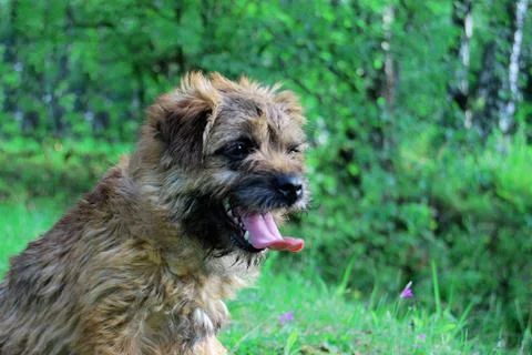 Border terrier young Foto stock