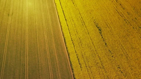 Border of two fields. Blooming yellow rapeseed and cereal sprouts. A city i.. Stock Footage 241724898