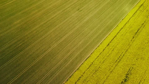 Border of two fields. Blooming yellow rapeseed and cereal sprouts. A city i.. Stock Footage 241724899