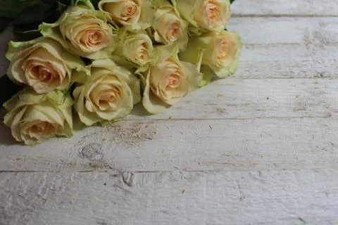 Border with white roses Stock Photos