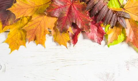 Border of yellow and red maple leaves on white paint wooden background. Space Stock Photos