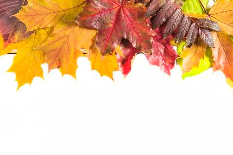 Border of yellow and red maple leaves isolated on white background. Space for Stock Photos