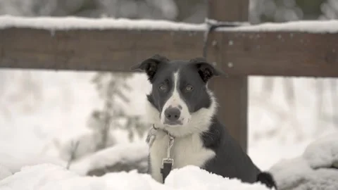 Bordercollie Stock Footage 309894867