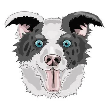 BorderCollie01 Stock Illustration