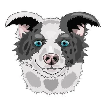 BorderCollie02 Stock Illustration