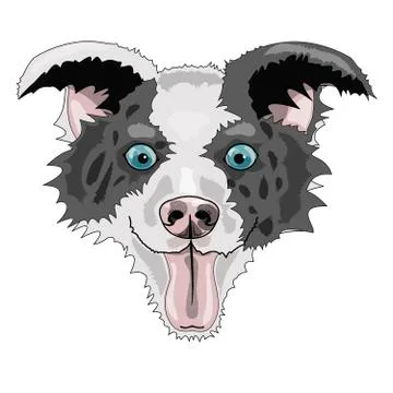 BorderCollie03 Stock Illustration