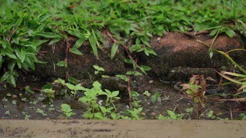 Bordered by lush green grass and tiny plants when rain water splashing on it. 動画素材 315640745