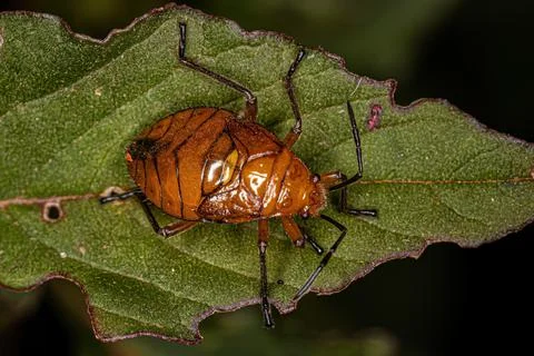 Bordered Plant Bug Nymph Stock Photos
