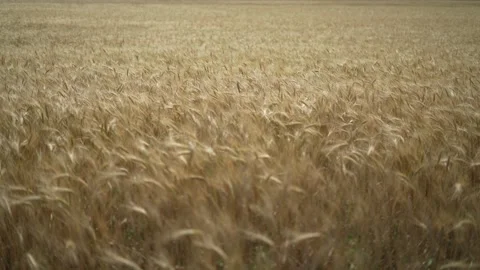 Borderless gold field of common grain bread wheat in wind during summer day Stock Footage 197477238