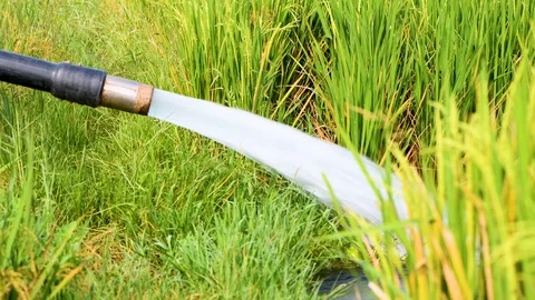 Bore water flow to fields green nature 4k Stock Footage 97494823