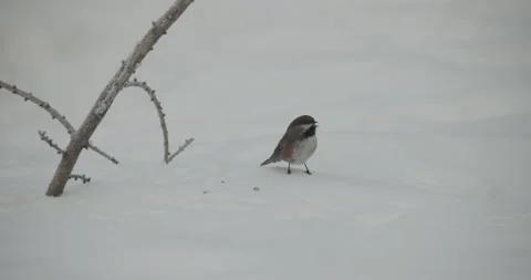 Boreal Chickadee Foraging On Ground in Winter Snow in Minnesota Stock Footage 245523850