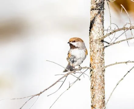 Boreal Chickadee perched on a tree in Saz Zim Bog Stock Photos